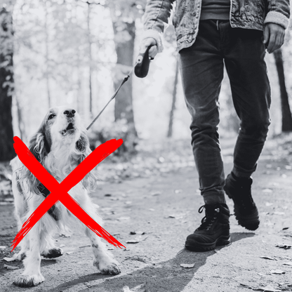 Dog Bark Deterrent Device
